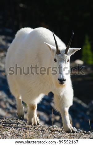 Wild Mountain Goats on a rocky cliff, Banff National Park Alberta Canada