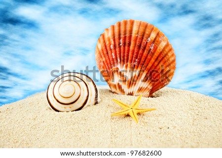 Big scallop, spiral seashell and little seastar on sand against cloudy sky.