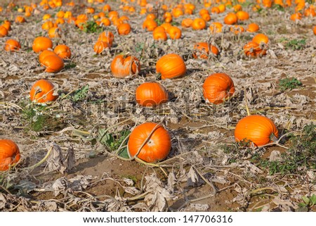 Pumpkin field with different type of pumpkin on autumn sunny day