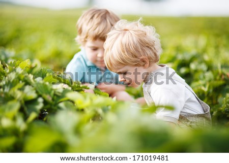 Two little twins boys on pick a berry farm picking strawberries in bucket.