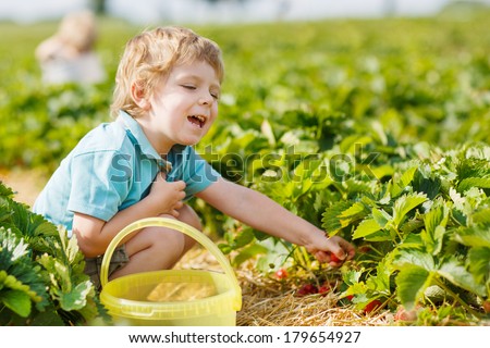 Happy little toddler boy on pick a berry farm picking strawberries in bucket.