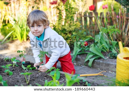 Cute preschool blond boy planting seeds and seedlings of tomatoes in vegetable garden