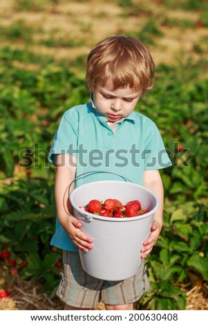 Happy little toddler boy on pick a berry farm picking strawberries in bucket, outdoors