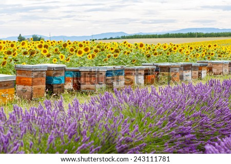 Bee hives on lavender fields, near Valensole, Provence. France. Famous, popular destination and place for tourists for making vacations in summer.