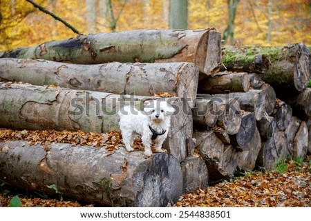 Similar – Image, Stock Photo Maltese dog on a spring day