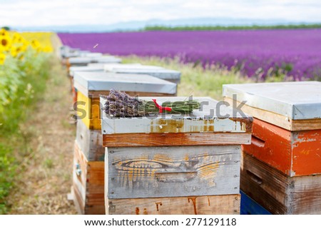 Bee hives on lavender fields, near Valensole, Provence. France. Famous, popular destination and place for tourists for making vacations in summer.