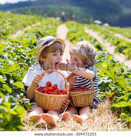 Two little sibling kid boys having fun on strawberry farm in summer. Chidren eating healthy organic food, fresh berries.