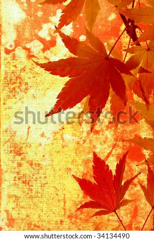 Japanese maple leaves; autumn grunge background