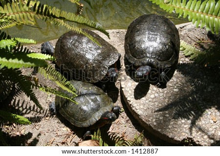 Three turtles