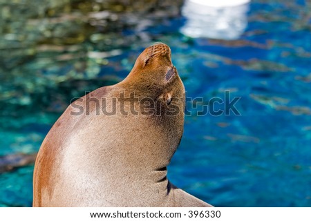 Sea Lion posing