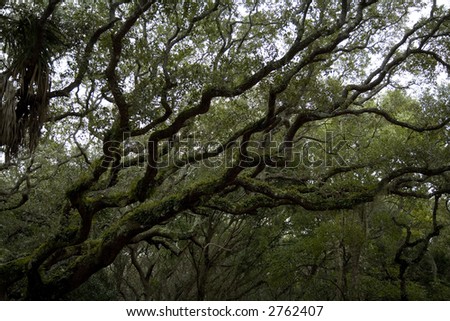 Maze of trees on the coast of Florida