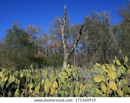 Dead tree in a patch of cacti, Orange County, CA