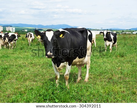 A herd of black and white Holstein Friesian dairy cattle grazing in a green pasture