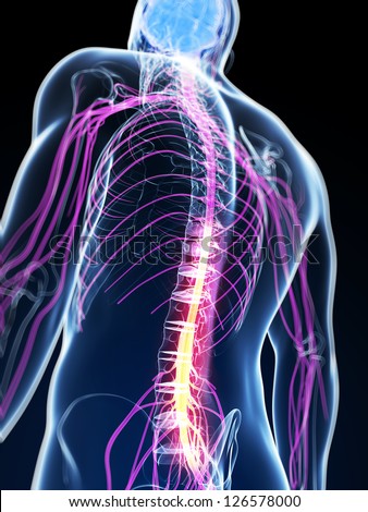 3d Rendered Illustration Of The Spinal Cord - 126578000 : Shutterstock