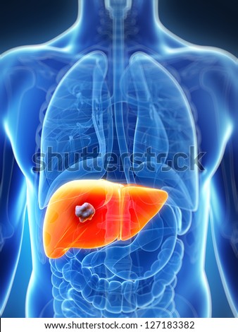 3d rendered illustration of the male liver 3d rendered illustration of the male liver