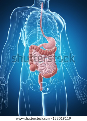 3d Rendered Illustration Of The Male Digestive System - 128019119 ...