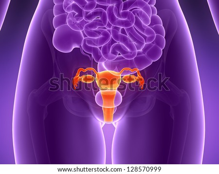 3d Rendered Illustration - Uterus - 128570999 : Shutterstock