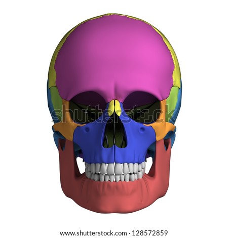 3d Rendered Illustration - Human Skull Anatomy - 128572859 : Shutterstock