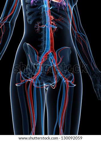 3d Rendered Illustration Of The Female Vascular System - 130092059 ...