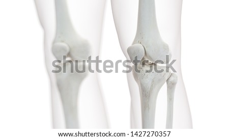 3d rendered medically accurate illustration of the knee joint 商業照片 © 