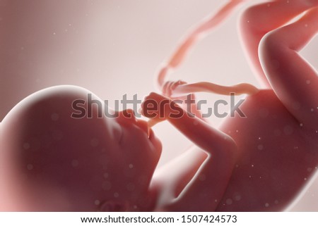 3d rendered medically accurate illustration of a human fetus - week 20 Stockfoto © 