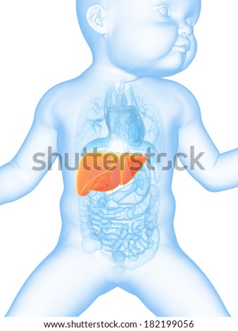 Medical Illustration Showing The Liver Of A Baby - 182199056 : Shutterstock
