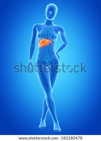 medical illustration of the female liver medical illustration of the female liver