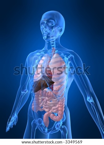 Human Anatomy Stock Photo 3349569 : Shutterstock