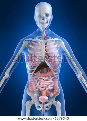 Female Anatomy Stock Photo 6579343 : Shutterstock