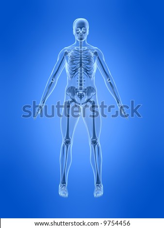 Human Skeleton Stock Photo 9754456 : Shutterstock