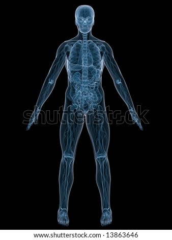 Human Anatomy Stock Photo 13863646 : Shutterstock