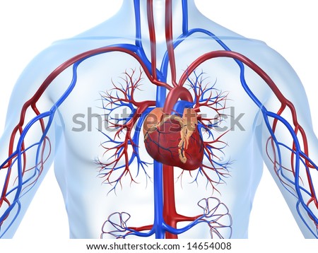 Cardiovascular System Stock Photo 14654008 : Shutterstock