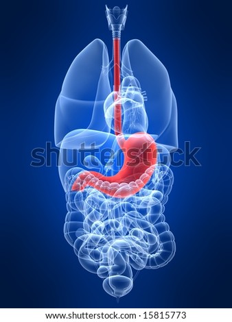 Highlighted Stomach Stock Photo 15815773 : Shutterstock