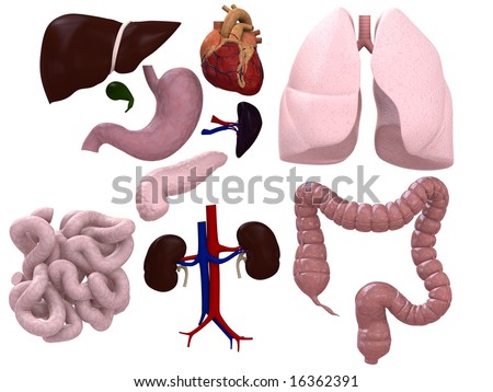 Organs Chart Stock Photo 16362391 : Shutterstock