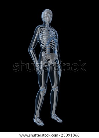 Human Skeleton Stock Photo 23091868 : Shutterstock