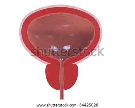 Healthy Bladder Stock Photo 34425028 : Shutterstock