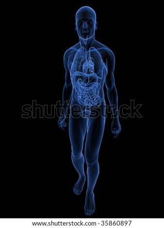 Human Anatomy Stock Photo 35860897 : Shutterstock