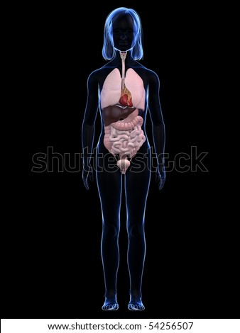 Young Girl - Anatomy Stock Photo 54256507 : Shutterstock