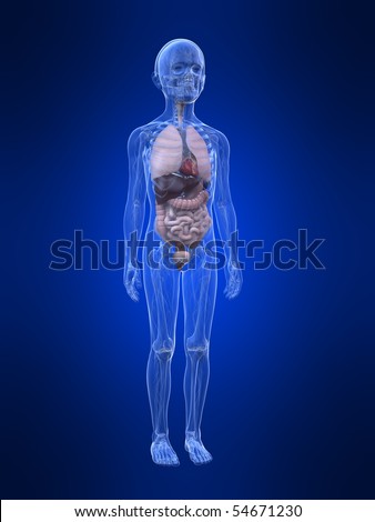 Young Boy Anatomy - Organs Stock Photo 54671230 : Shutterstock