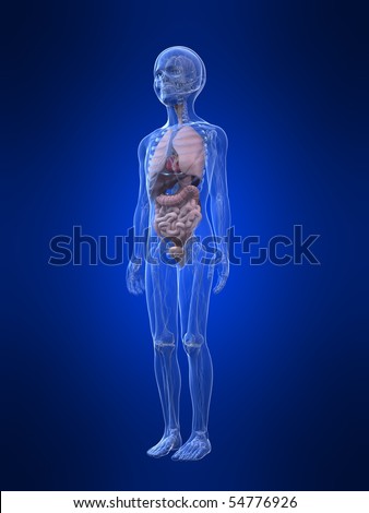 Child Anatomy -. Boy Stock Photo 54776926 : Shutterstock