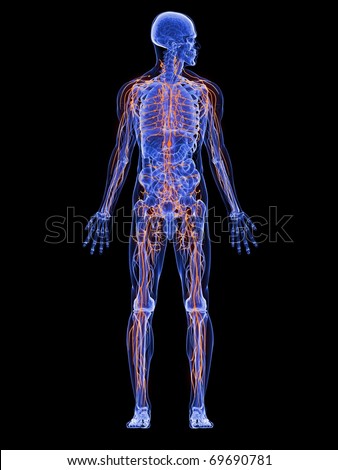 Male Anatomy Stock Photo 69690781 : Shutterstock