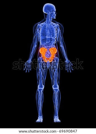 Male Anatomy Stock Photo 69690847 : Shutterstock