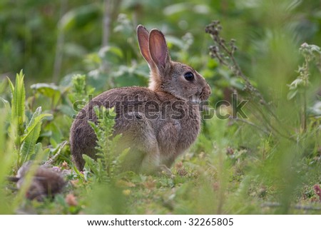 Alert Wild Rabbit in the English countryside