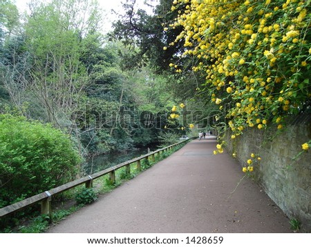 See and smell of Spring outdoor -- Road under yellow flowers in Summer Jesmond  Dene Newcastle