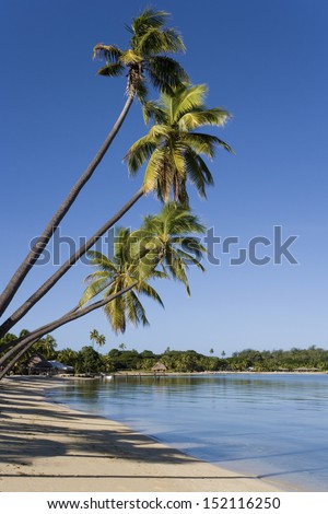 Leaning palm trees at Musket Cove in Fiji in the South Pacific.