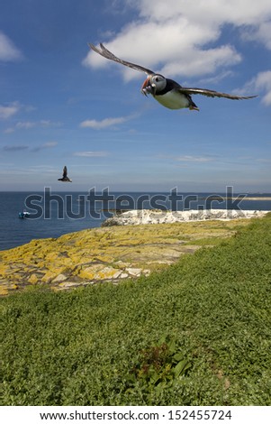 Puffin (Fratercula arctica) with a beak full of sand eels flying over the cliffs on the Farne Islands off the Northumbria coast in northeast England.
