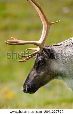 Tundra Reindeer (Rangifer tarandus) live on the northern tundra in northern Canada, Greenland, Scandinavia, and northern Russia. In North America they are known as Caribou. 