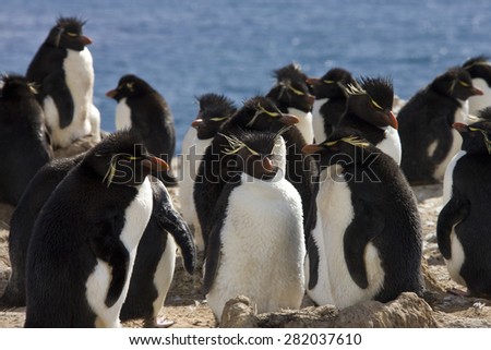 Rockhopper Penguin colony (Eudyptes Chrysocome) on Pebble Island in West Falkland in The Falkland Islands