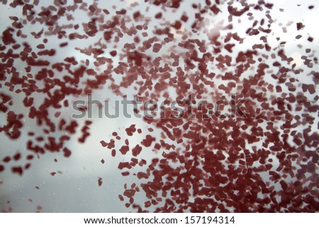 Red particles floating and falling into the water. Abstract red and white background