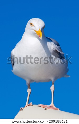 Closeup of Great Black-backed Gull (Larus marinus) with a clear blue sky in the background in Brittany, France